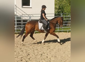 Irish Sport Horse, Wallach, 3 Jahre, 165 cm, Brauner