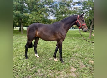 Irish Sport Horse, Wallach, 3 Jahre, 168 cm, Dunkelbrauner