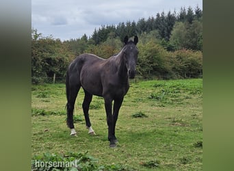 Irish Sport Horse, Wallach, 3 Jahre, 168 cm, Rappe