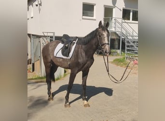 Irish Sport Horse, Wallach, 3 Jahre, 168 cm, Rappschimmel