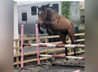 Irish Sport Horse, Wallach, 3 Jahre, 172 cm, Rotbrauner