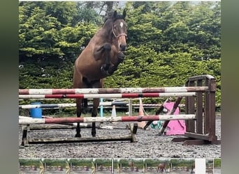 Irish Sport Horse, Wallach, 3 Jahre, 172 cm, Rotbrauner