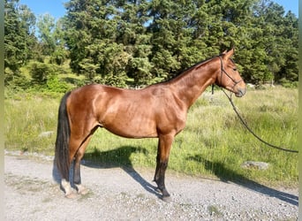 Irish Sport Horse, Wallach, 3 Jahre, Rotbrauner