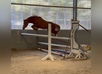 Irish Sport Horse, Wallach, 4 Jahre, 128 cm, Dunkelfuchs