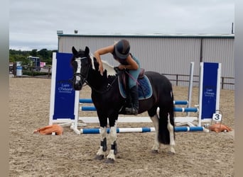 Irish Sport Horse, Wallach, 4 Jahre, 147 cm, Schecke