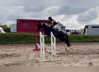 Irish Sport Horse, Wallach, 4 Jahre, 147 cm, Schecke