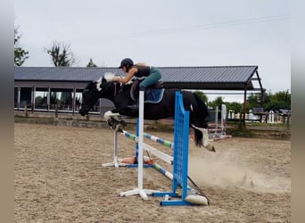Irish Sport Horse, Wallach, 4 Jahre, 147 cm, Schecke