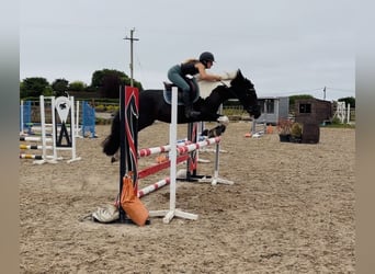 Irish Sport Horse, Wallach, 4 Jahre, 147 cm, Schecke