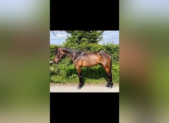 Irish Sport Horse, Wallach, 4 Jahre, 148 cm, Brauner