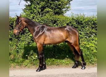 Irish Sport Horse, Wallach, 4 Jahre, 148 cm, Brauner