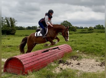 Irish Sport Horse, Wallach, 4 Jahre, 148 cm, Dunkelfuchs