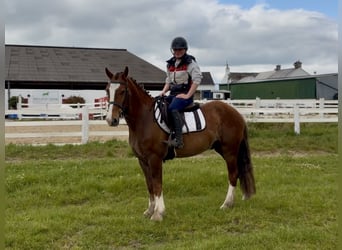 Irish Sport Horse, Wallach, 4 Jahre, 148 cm, Dunkelfuchs