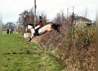 Irish Sport Horse, Wallach, 4 Jahre, 148 cm, Falbe