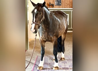 Irish Sport Horse, Wallach, 4 Jahre, 152 cm, Brauner