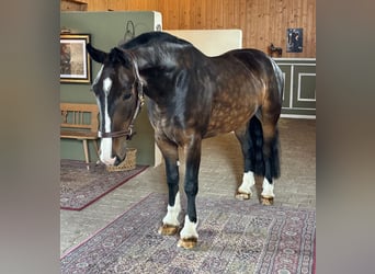 Irish Sport Horse, Wallach, 4 Jahre, 152 cm, Brauner