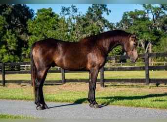 Irish Sport Horse Mix, Wallach, 4 Jahre, 152 cm, Buckskin