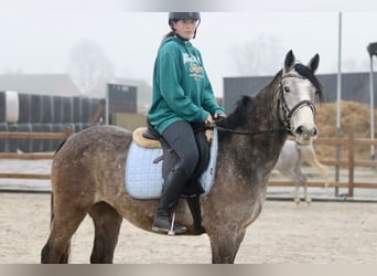 Irish Sport Horse, Wallach, 4 Jahre, 152 cm, Schimmel