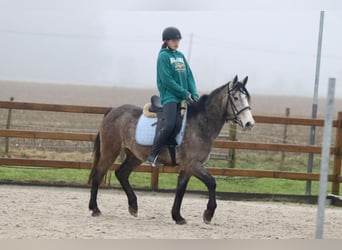 Irish Sport Horse, Wallach, 4 Jahre, 152 cm, Schimmel