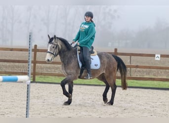 Irish Sport Horse, Wallach, 4 Jahre, 152 cm, Schimmel