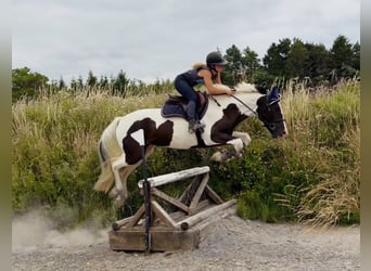 Irish Sport Horse Mix, Wallach, 4 Jahre, 153 cm, Schecke