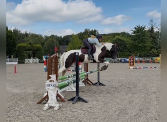 Irish Sport Horse Mix, Wallach, 4 Jahre, 153 cm, Schecke