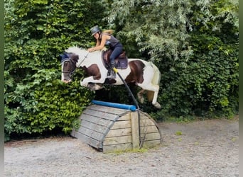 Irish Sport Horse Mix, Wallach, 4 Jahre, 153 cm, Schecke