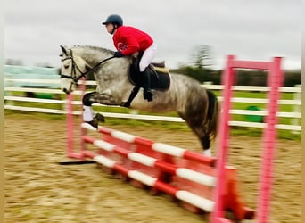 Irish Sport Horse, Wallach, 4 Jahre, 155 cm, Schimmel