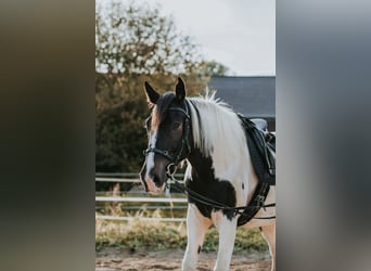 Irish Sport Horse Mix, Wallach, 4 Jahre, 156 cm, Schecke