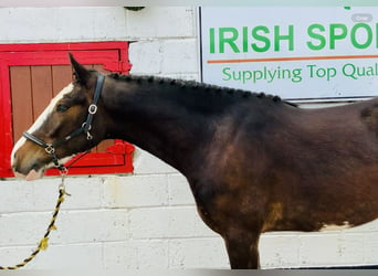 Irish Sport Horse, Wallach, 4 Jahre, 157 cm, Brauner