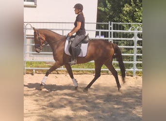 Irish Sport Horse, Wallach, 4 Jahre, 158 cm, Brauner