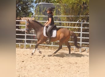 Irish Sport Horse, Wallach, 4 Jahre, 158 cm, Brauner