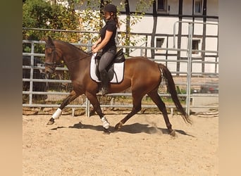 Irish Sport Horse, Wallach, 4 Jahre, 158 cm, Brauner