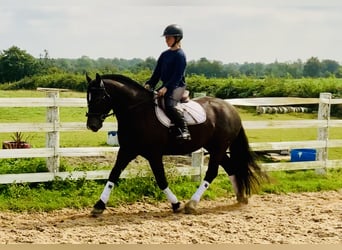 Irish Sport Horse, Wallach, 4 Jahre, 158 cm, Rappe