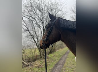 Irish Sport Horse, Wallach, 4 Jahre, 160 cm, Brauner