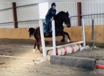 Irish Sport Horse, Wallach, 4 Jahre, 160 cm, Brauner