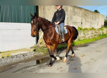 Irish Sport Horse, Wallach, 4 Jahre, 160 cm, Brauner