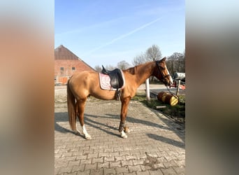 Irish Sport Horse, Wallach, 4 Jahre, 160 cm, Fuchs