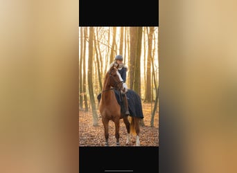 Irish Sport Horse, Wallach, 4 Jahre, 160 cm, Fuchs