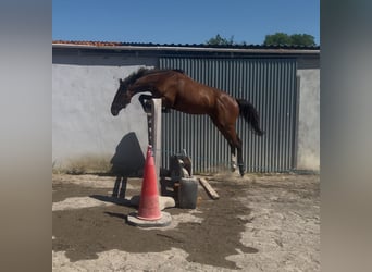 Irish Sport Horse, Wallach, 4 Jahre, 160 cm, Rotbrauner