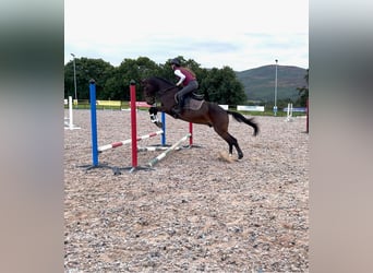 Irish Sport Horse, Wallach, 4 Jahre, 160 cm, Rotbrauner