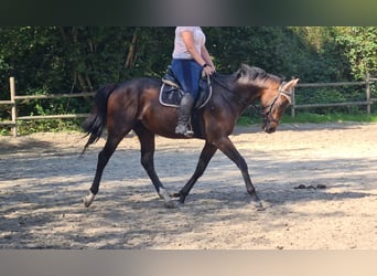 Irish Sport Horse, Wallach, 4 Jahre, 160 cm, Schwarzbrauner