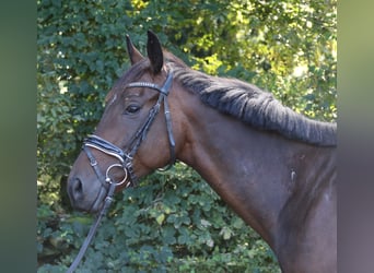 Irish Sport Horse, Wallach, 4 Jahre, 160 cm, Schwarzbrauner