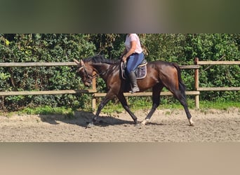 Irish Sport Horse, Wallach, 4 Jahre, 160 cm, Schwarzbrauner