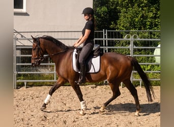 Irish Sport Horse, Wallach, 4 Jahre, 162 cm, Brauner