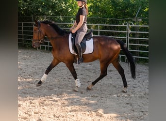 Irish Sport Horse, Wallach, 4 Jahre, 162 cm, Brauner