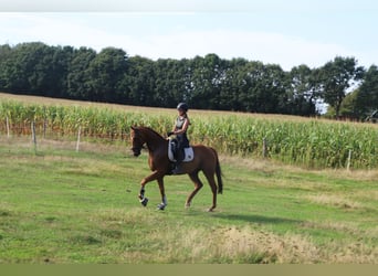 Irish Sport Horse Mix, Wallach, 4 Jahre, 162 cm, Fuchs