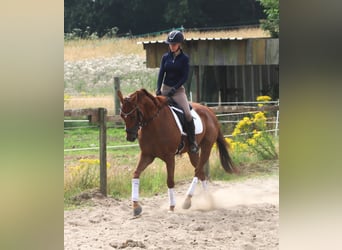 Irish Sport Horse Mix, Wallach, 4 Jahre, 162 cm, Fuchs
