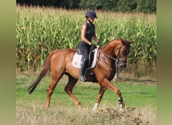 Irish Sport Horse Mix, Wallach, 4 Jahre, 162 cm, Fuchs