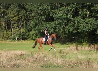 Irish Sport Horse Mix, Wallach, 4 Jahre, 162 cm, Fuchs