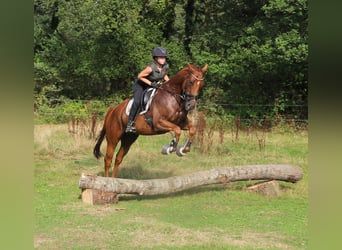 Irish Sport Horse Mix, Wallach, 4 Jahre, 162 cm, Fuchs
